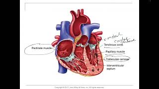 HeartEndocardium pectinate muscles and trabeculae carneae papillary muscles and chordae Tendineae [upl. by Annadal]