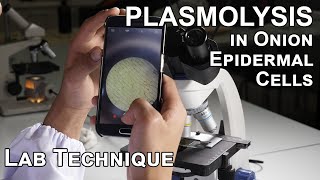 Plasmolysis in Onion Epidermal Cells  Biology Lab Techniques [upl. by Netsrak]