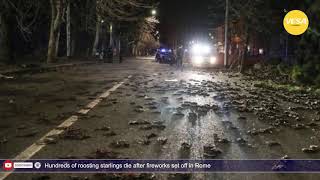 Hundreds of roosting starlings die after fireworks set off in Rome [upl. by Grover341]