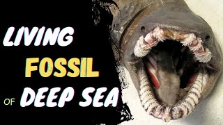 Frilled Shark  quotLiving fossilquot of Deep Sea [upl. by Husha]