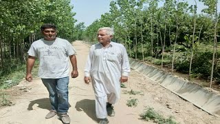 30 Acer Poplar Tree Farm  Poplar Farming Full information with Iqbal khan [upl. by Annaul]