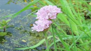 Gardening Edible Plants  How to Grow Thrift Armeria [upl. by Spanos616]