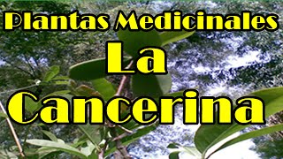 Medicinas naturales  la cancerina y sus propiedades [upl. by Ellivnarg]