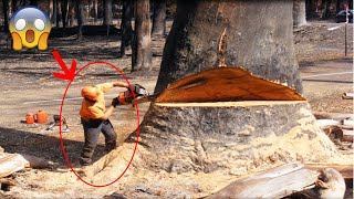 Top BIG Tree Fails  Stupid People Cutting Down Giant Trees Part 2 [upl. by Otrebide]