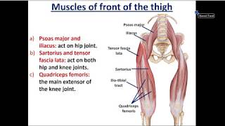 Front of Thigh part 2 Muscles of Front of Thigh  Dr Ahmed Farid [upl. by Enois4]