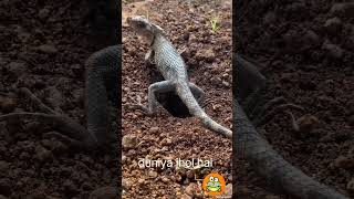 🦎BIG LIZARD GIVING EGGS 🥚DUNIYA JHOL HAI amazingfacts entertainment viralvideo viralshots funny [upl. by Truelove]