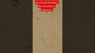 Bacterial Motility Burkholderia cepacia Blood Culture bacteremia [upl. by Millar]