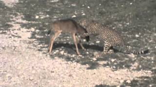 Cheetah killing Wildebeest Calf [upl. by Avenej]