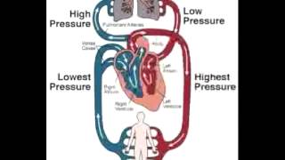 Open Vs Closed Circulatory Systems  A Level Biology [upl. by Drews]