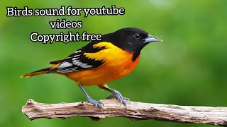 Bird Sound  Birds Chirping Copyright Free  Morning Birds Sound for youtube Videos  Download free [upl. by Natsuj]