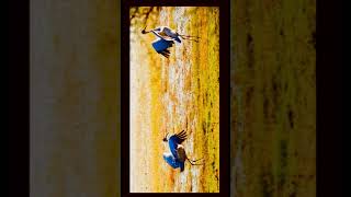 Dancing brolga couplevAntigone rubicundabirds lakemoondarra [upl. by Ikairik481]