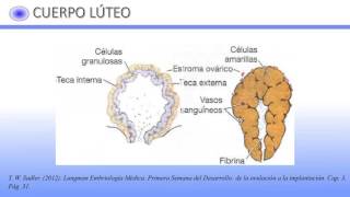 CAPITULO I PRIMERA SEMANA DEL DESARROLLO [upl. by Feirahs149]