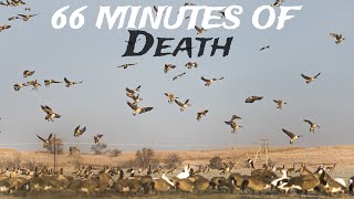 66 MINUTES of GEESE Getting FOLDED [upl. by Valiant]