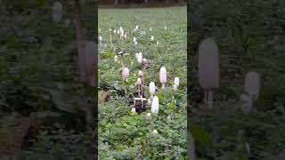 Coprinus Comatus Portekiz Mantarı Söbelen Mantarı Toplama [upl. by Edee]