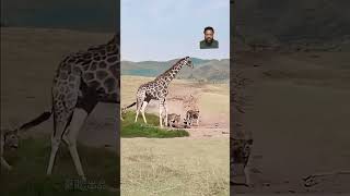 The Girafe is so powerful Some of the lions are dead over there [upl. by Bein]