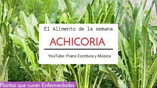 ACHICORIAPlanta Medicinal  Usos y Aplicaciones [upl. by Leupold968]