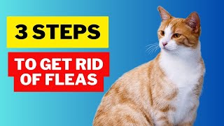 Eliminating Tick Fleas Effective Techniques to Safely Protect Your Cat [upl. by Nhguavaj155]