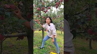 Beautiful Landscape of Fruit Farm  Delicious Red Apple 🍎🍎🍎🍎🍎 shorts apple youtubeshorts [upl. by Laban]