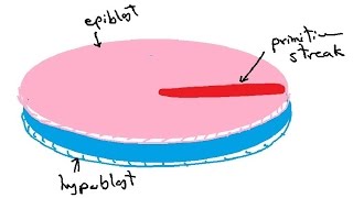 bilaminar and trilaminar embryonic disc  gastrulation  english  DR SAMEH GHAZY [upl. by Razec]