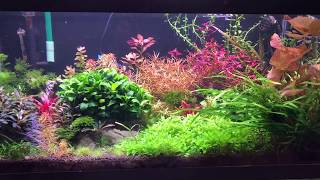 40B Planted Tank and Emerald Eye Rasboras [upl. by Nanyk]