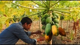 Papaya Fruit  Papaya fruits in Farm naturally  Raw Food Carica papaya health benefits [upl. by Veda]