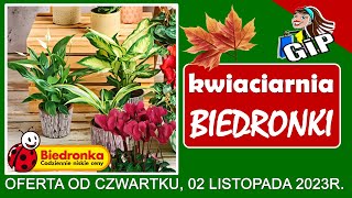 BIEDRONKA  Nowa Oferta od Czwartku 02112023  Kwiaciarnia Biedronki  Tanie Kwiaty [upl. by Yonita]