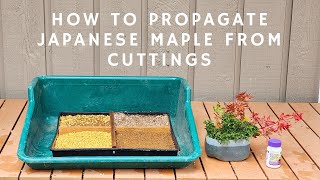 How to Propagate Japanese Maple from Cuttings [upl. by Ioj]