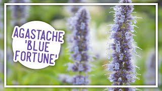 Plant of the Week Agastache Blue Fortune [upl. by Penelope]