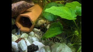 Yoyo Loach Swimming in Circle [upl. by Sivam]