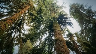 How Trees Talk to Each Other  Your Climate  BBC Earth Science [upl. by Egwin]