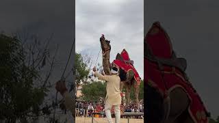 camel festival rajeshzone farmer [upl. by Aneras]