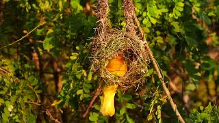 Tejedor dorado africano Eastern golden weaver​ Ploceus subaureus construyendo el nido [upl. by Wesla534]