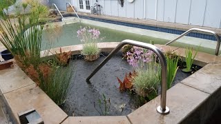 Swimming Pool to Natural Pond Conversion  Episode 6 [upl. by Dare922]