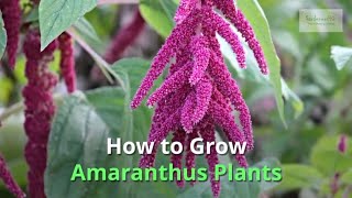 Amaranthus Growing Guide [upl. by Wolfram]