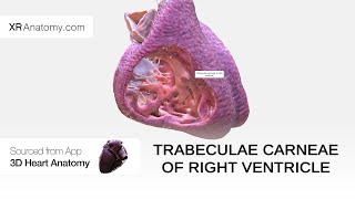 Trabeculae carneae of right ventricle [upl. by Infield]