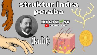 struktur indra peraba  reseptor pada kulit  bab sistem indra  biologi sma kelas 11  lolosutbk [upl. by Akfir]