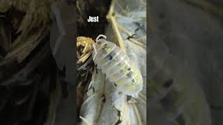 What isopods think about 99 of the time [upl. by Cj]