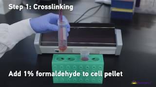 BioLegend’s Tools for Chromatin Immunoprecipitation ChIP Assays [upl. by Bruns]