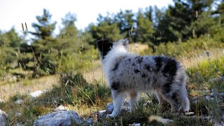 Getting Started with Shetland Sheepdog Agility Training [upl. by Anelis]