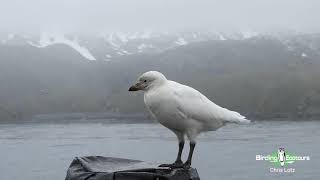 A Friendly Snowy Sheathbill Visits our Ship  Antarctica Birding Cruise Tour [upl. by Singh860]