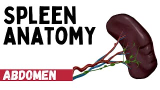 Spleen Anatomy [upl. by Amado908]