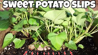 Turn one sweet potato into 1000 sweet potatoes fast and easy growing sweet potato slips [upl. by Diver]