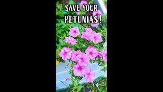 Deadheading Petunias The Correct Way to Clean Up Petunias [upl. by Aronas492]