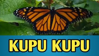 KUPUKUPU KUPUKUPU YANG LUCU LAGU ANAK INDONESIA [upl. by Millar]