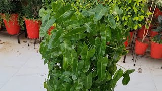 How to Grow and Care Philodendron Scandens  Heartleaf Philodendron Sweet Heart Philodendron [upl. by Namdor]