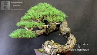 Pinus sylvestris bonsai by Mauro Stemberger [upl. by Yekciv]