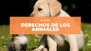 Clase  Derechos de los Animales en Colombia [upl. by Henig828]