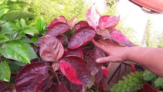 How to Grow Acalypha Plant by Cutting  Easy Propagation of Acalypha  Khalifa Plant [upl. by Milford]