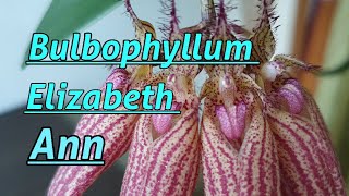 Bulbophyllum Elizabeth Ann Описаниеуход [upl. by Yelime]