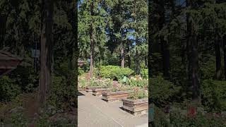 Portland International Rose Test Garden [upl. by Anibas]